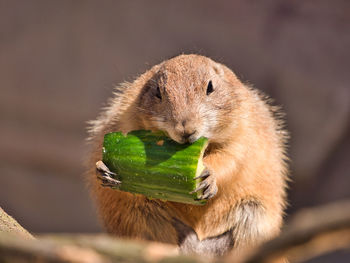 Close-up of squirrel eating food