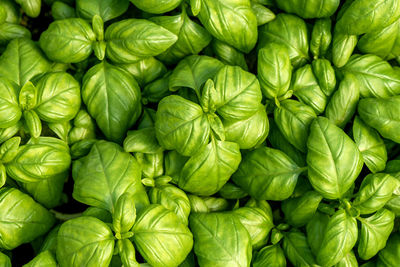 Full frame shot of green leaves