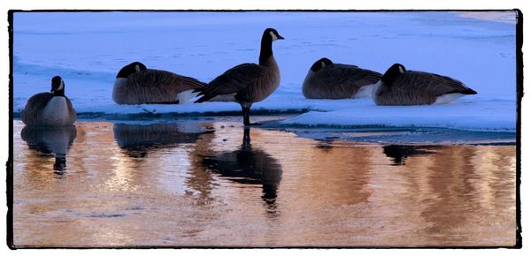 Ducks swimming on lake against sky