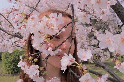 Close-up of pink cherry blossom tree