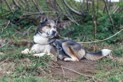 View of an animal on land