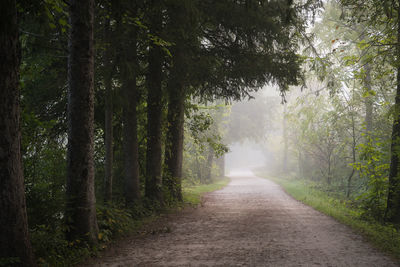 Road amidst trees in forest