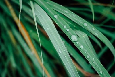 Close-up of wet plant leaves during rainy season