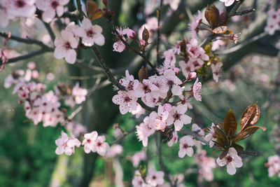 Close-up of pink cherry blossoms in spring