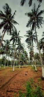 Low angle view of palm trees against sky