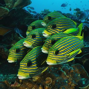 Fish swimming in sea