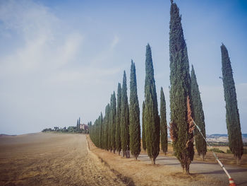 Panoramic shot of trees on field against sky