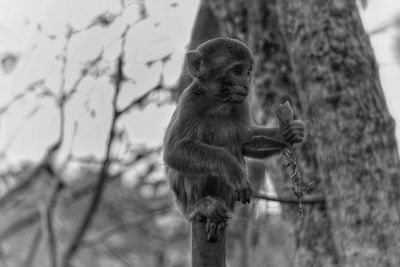 Monkey sitting on a tree