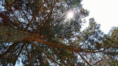 Low angle view of trees against sky