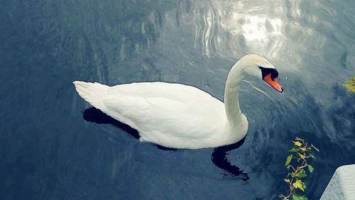 Swan floating on lake during winter