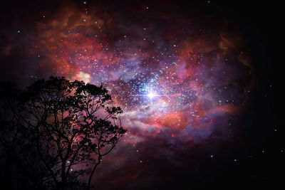 Low angle view of tree against sky at night