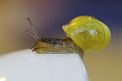 Close-up of yellow object