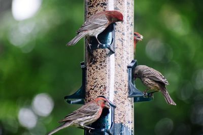 Close-up of birds perching on a bird feeder