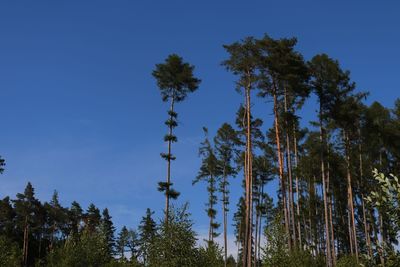 Low angle view of trees against sky