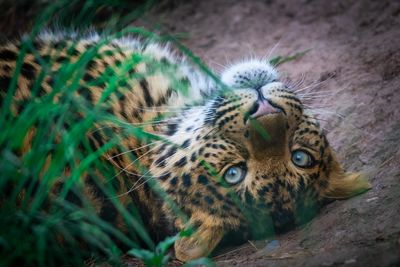 Close-up portrait of a cat