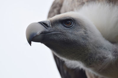 Close-up of a vulture