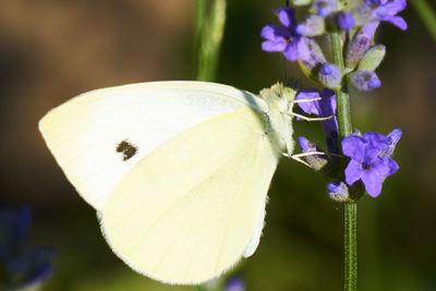 Close-up of butterfly pollinating on flower