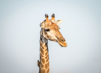 Portrait of giraffe