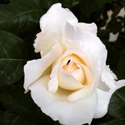 Close-up of white rose