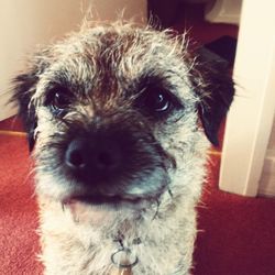 Close-up portrait of dog