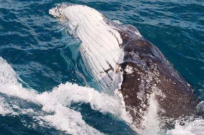 High angle view of sea