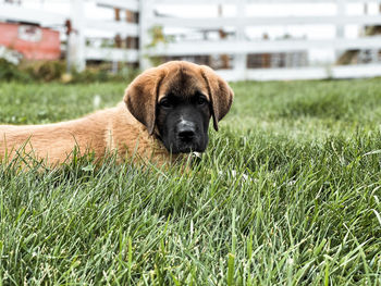 Portrait of puppy on field