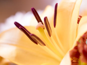 Close-up of yellow flowering plant