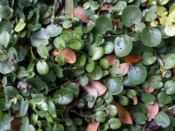 Full frame shot of plants