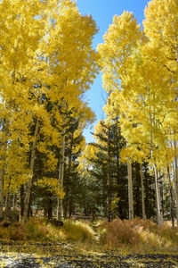 Low angle view of yellow trees on field during autumn