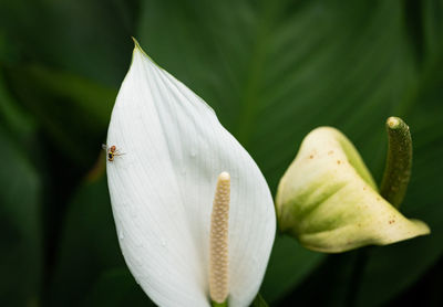 Close-up of white flower