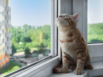 Close-up of a small cute ginger tabby kitten sits on the windowsill and looks up. pets. 