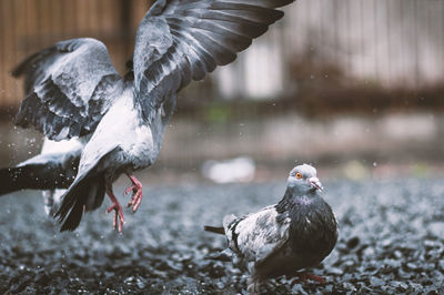 Close-up of pigeons