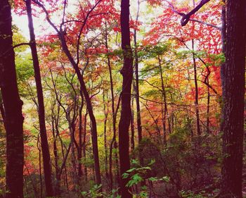 Trees in forest