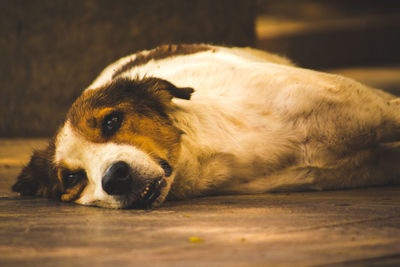 White brown stray sreet dog lying on the street floor in india