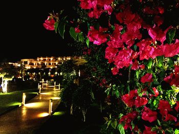 Pink flowers growing on tree at night