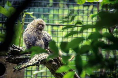 Close-up of bird perching on wall