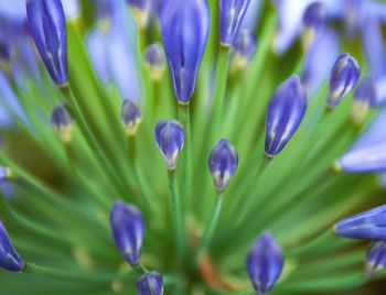 Close-up of purple tulips blooming outdoors