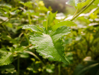 Close-up of wet plant leaves