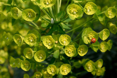 Close-up of water drops on flowering plant