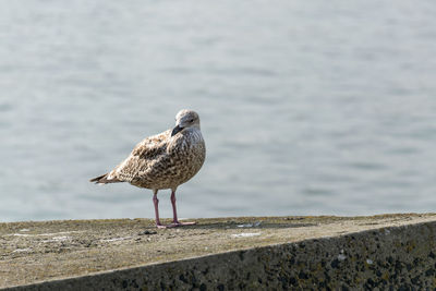 Seagull perching on retaining wall