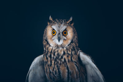 Close-up portrait of owl against black background