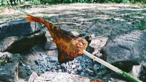 Close-up of fish hanging over fire pit in forest