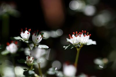 Close-up of pink flowers