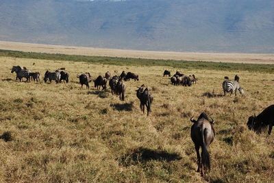 Horses in a field