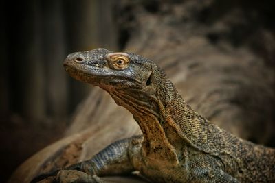 Close-up of lizard on rock