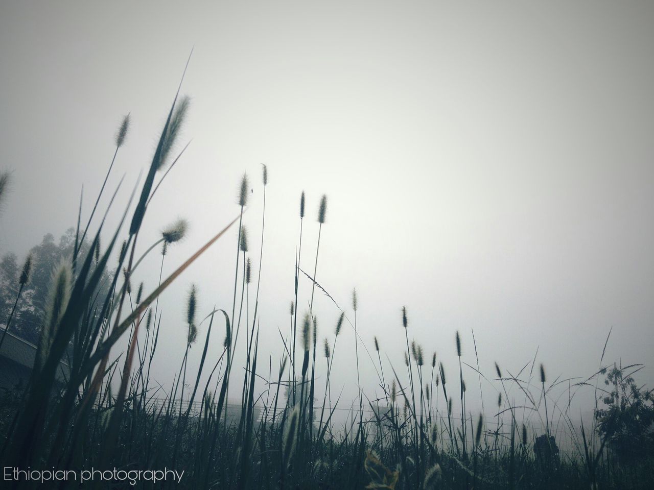 plant, growth, sky, tranquility, beauty in nature, nature, field, land, no people, grass, day, close-up, focus on foreground, tranquil scene, outdoors, clear sky, low angle view, selective focus, timothy grass, stalk