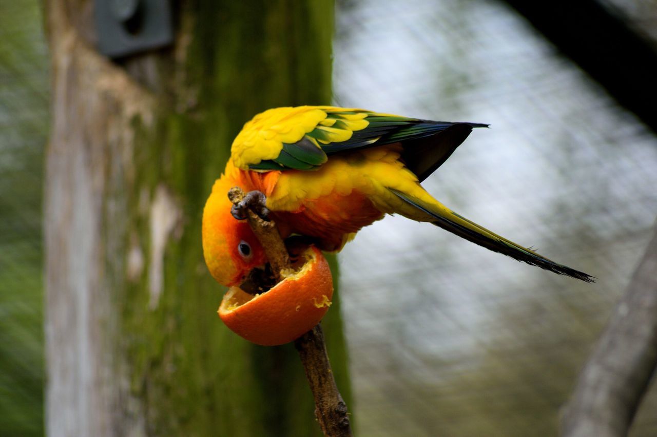 animal themes, bird, animals in the wild, animal wildlife, one animal, perching, no people, yellow, focus on foreground, nature, beauty in nature, parrot, close-up, day, outdoors, food, macaw