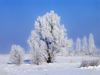 Trees on snow covered landscape against blue sky