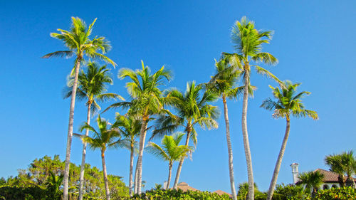 Low angle view of coconut palm trees against blue sky