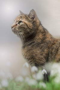 Close-up of cat